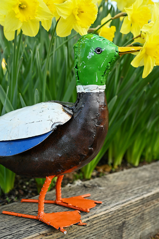 Mallard Duck Recycled Metal Sculpture