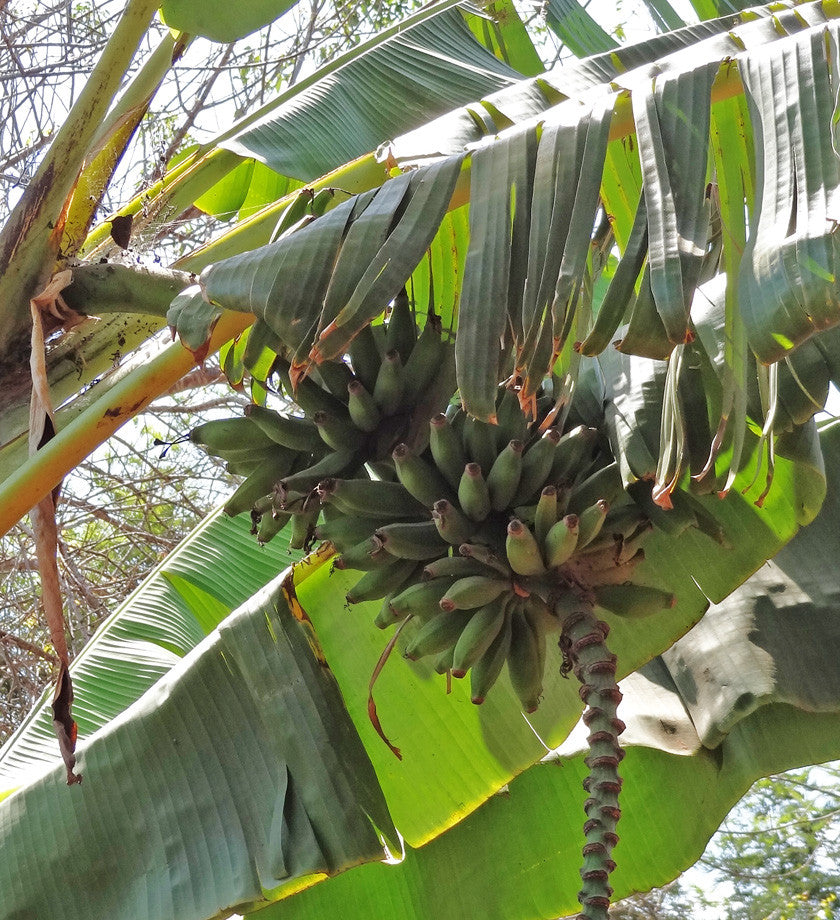 African Banana Fiber Nativity - Christmas Handmade in Africa - Swahili Modern - 5